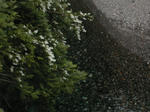 DSCN2681-1.jpg