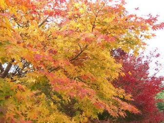 DSCF2708.JPG