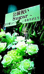 sugar090704_215745.jpg