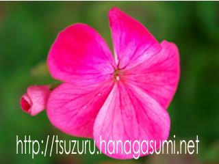 17/12/24 ゼラニューム