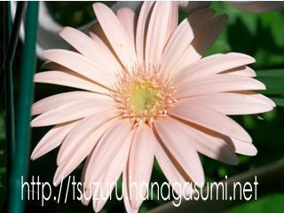 08/05/10 ガーベラ