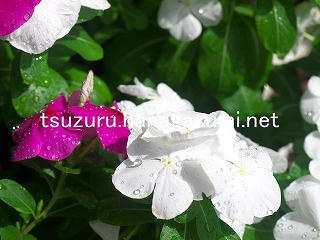 25/09/08 ニチニチソウ