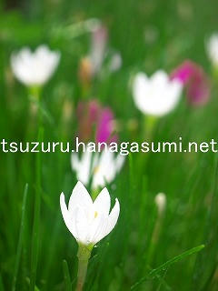 25/09/14 タマスダレ