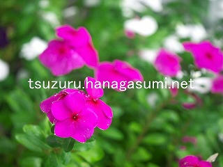 25/09/14 ニチニチソウ