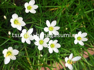 25/09/15 タマスダレ