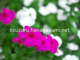 25/09/18 ニチニチソウ