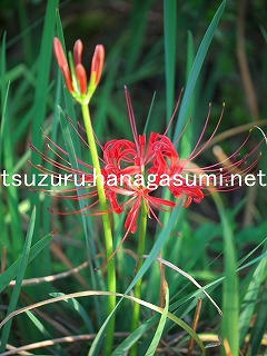 25/09/24 ヒガンバナ
