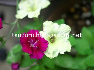 25/09/27 ナデシコ・ペチュニア