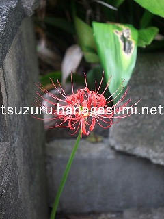 25/09/25 ヒガンバナ