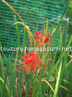25/09/25 ヒガンバナ