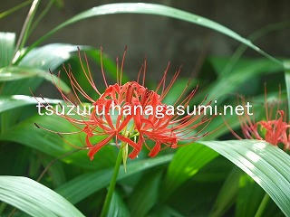 25/09/26 ヒガンバナ