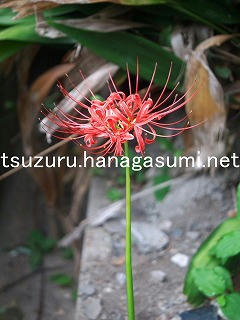 25/09/27 ヒガンバナ