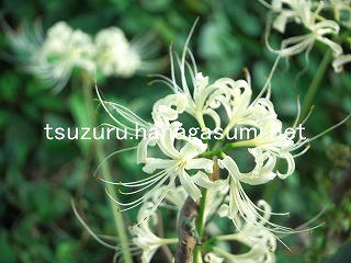 25/10/01 ヒガンバナ