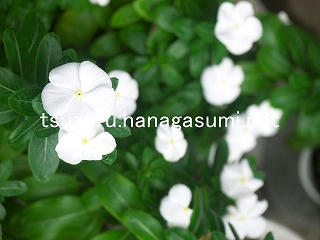 25/10/08 ニチニチソウ