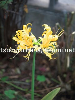 25/10/06 ヒガンバナ