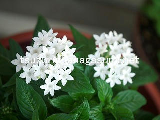 25/10/07 ペンタス