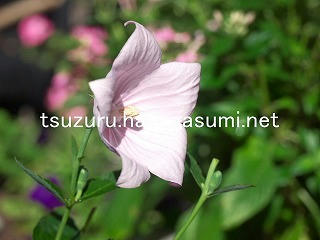 25/10/17 キキョウ