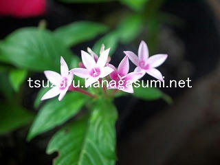 25/10/25 ペンタス