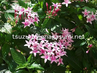 25/10/29 ペンタス