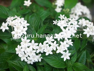 25/10/26 ペンタス