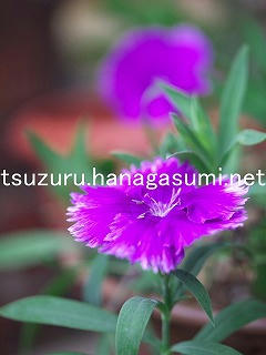 25/10/31 ナデシコ