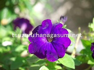 25/10/30 ペチュニア