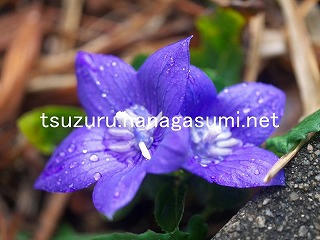 25/11/01 キキョウ