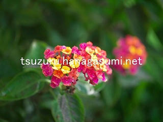 25/11/01 ランタナ