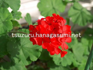 25/11/02 ゼラニューム