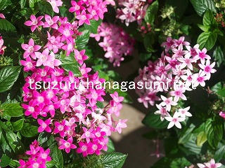 25/11/03 ペンタス