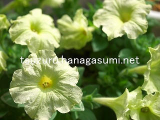 25/11/04 ペチュニア