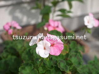 25/11/04 ゼラニューム