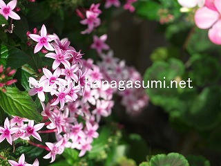 25/11/05 ペンタス