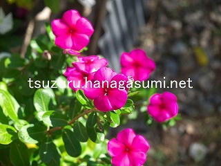 25/11/06 ニチニチソウ