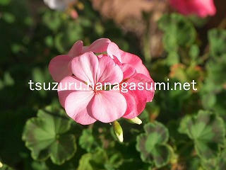 25/11/07 ゼラニューム