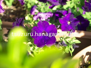 25/11/07 ペチュニア