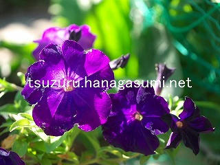 25/11/08 ペチュニア