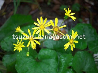 25/11/09 ツワブキ