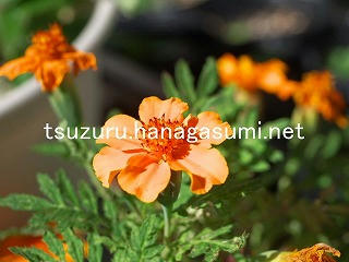 25/11/10 マリーゴールド