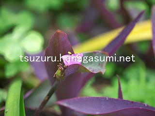 25/11/11 ムラサキゴテン