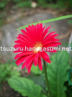 25/11/11 ガーベラ