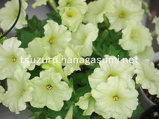 25/11/12 ペチュニア