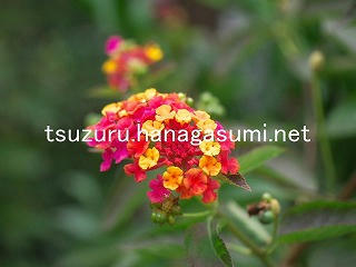 25/11/13 ランタナ