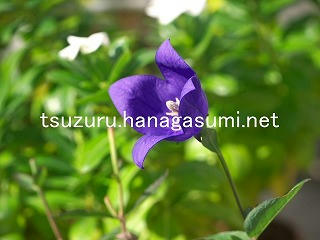 25/11/15 キキョウ