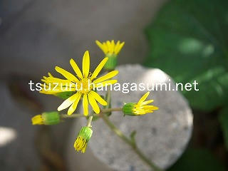 25/11/16 ツワブキ