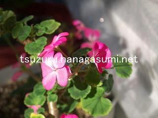 25/11/16 ゼラニューム