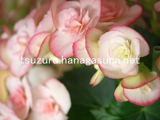 25/11/17 ベゴニア