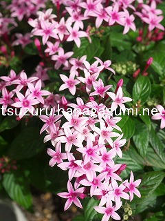 25/11/19 ペンタス