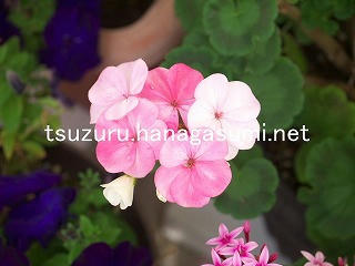 25/11/19 ゼラニューム