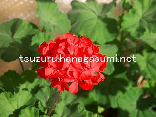 25/11/20 ゼラニューム